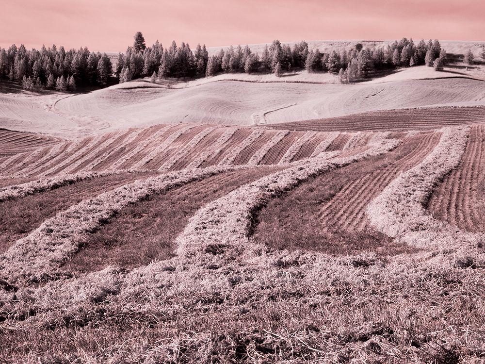 USA-Washington State-Palouse region-Harvest cut lines in Field